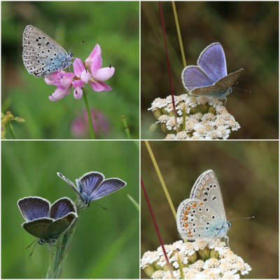 Large, Chapman’s and Silver-studded blues