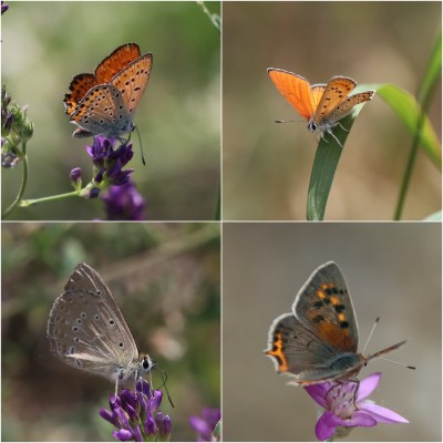 Lesser Fiery Coppers, Anomalous Blue and Small Copper (biggest one i’ve ever seen!)