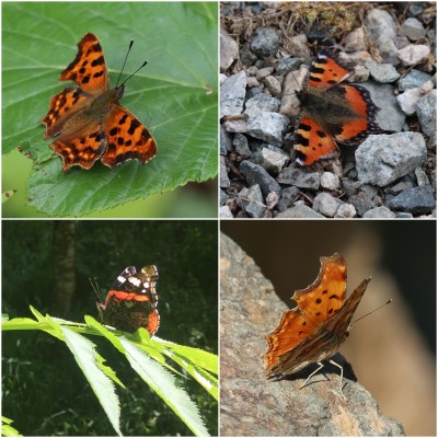 Comma, Small Tortoiseshell, Red Admiral, Southern Comma
