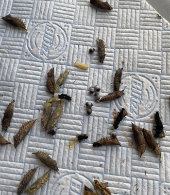 The carnage late season nettle feeders face with S.bella present. Ichneumonids also present but in much lower numbers (misleading photo!). 20% survival at L5 collection.