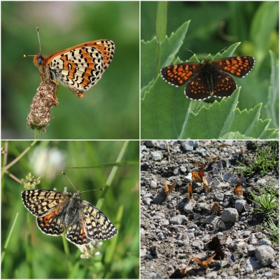 Spotted/Caucasian Spotted Fritillaries, False Heath and puddling fritillaries and blues