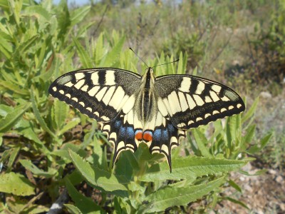 Swallowtail 2nd of June 2021 Torrevieja