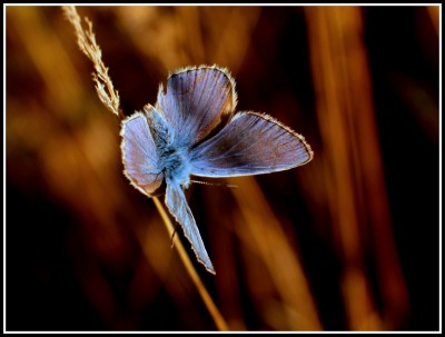 Common Blue: Polyommatus icarus.