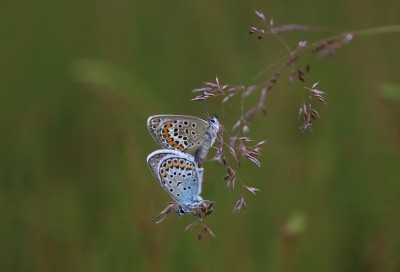 Mating Silver-studded Blues at Buxton Heath, Norfolk 8th July 2021