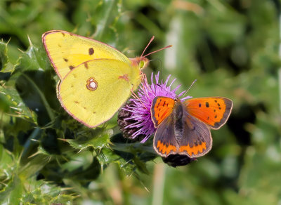 Small Copper and Clouded Yellow, Sywell Reservoir