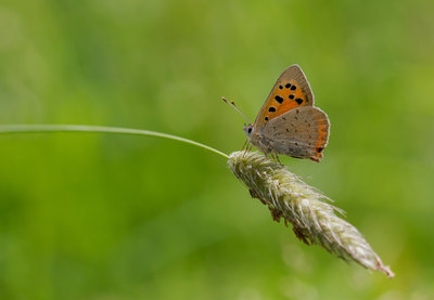 Small Copper Pitsford Reservoir