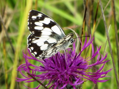 Marbled White, Russin, 11.06.24