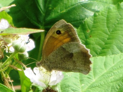 Meadow Brown, Kiplingcotes, 18.07.24