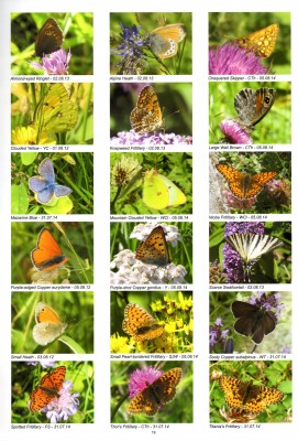 Site Guide Poschiavo Valley Butterflies, Page 19