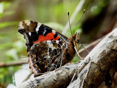 Canary Red Admiral, 07.05.17