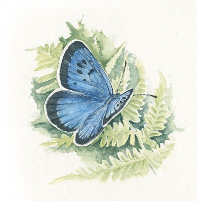 Large Blue, Rosemary Powell
