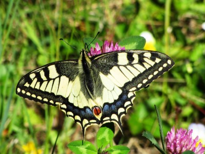 Swallowtail, Chatelard, 08.06.17
