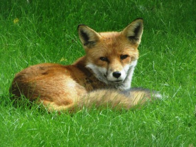 Fox, Muirfield Park, 08.09.20