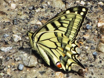Swallowtail, Leuk, 30.06.16
