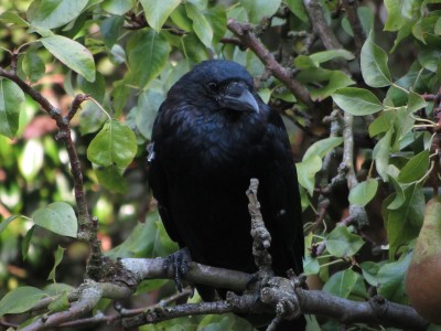 Crow, Muirfield Park, 11.09.20