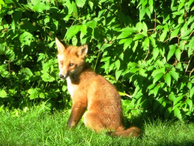Fox, Muirfield Park, 22.06.21