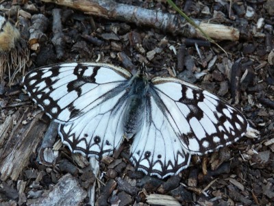 Western Marbled White, 20.05.19, David Moore