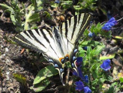 Scarce Swallowtail, Viper's Bugloss, Leuk, 09.07.18