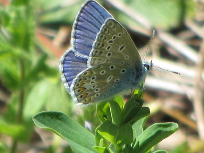 Common Blue, Chatelard, 07.06.19
