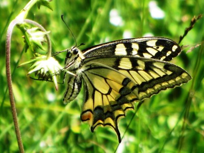 Swallowtail, Biberbrugg, 03.08.17