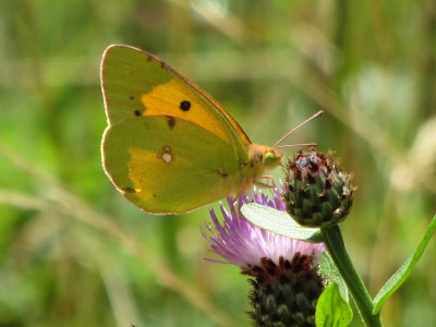 Clouded Yellow, Camedo, 06.07.18