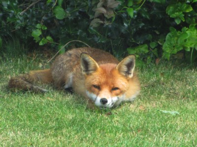 Fox, Muirfield Park, 20.07.20
