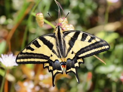 Southern Swallowtail, Gillian Elsom