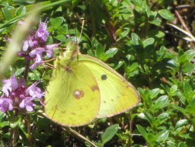 Berger's Pale Clouded Yellow, Murren, 03.07.14