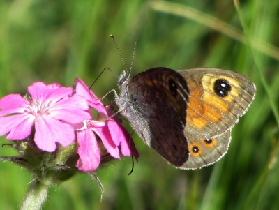Large Wall Brown, Tasch, 04.07.16