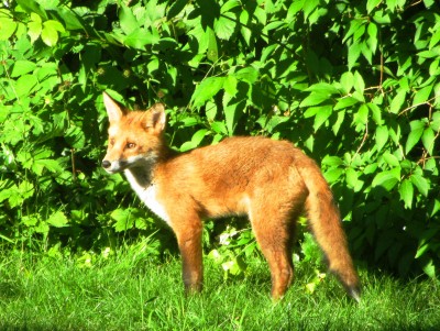 Fox, Muirfield Park, 22.06.21