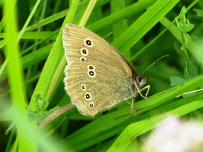 Ringlet, Kiplingcotes, 18.07.24