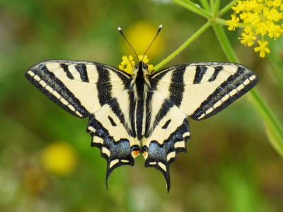 Southern Swallowtail, 09.05.15