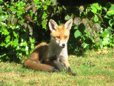 Fox Cub, Muirfield Park, 22.06.18