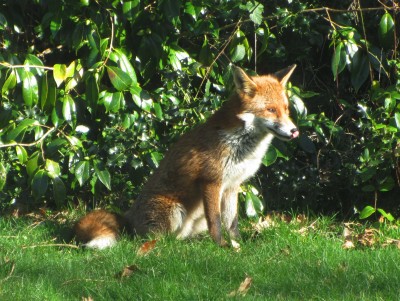 Fox, Muirfield Park, 25.02.21