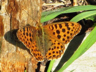 Queen of Spain Fritillary, Rothwald, 09.08.19