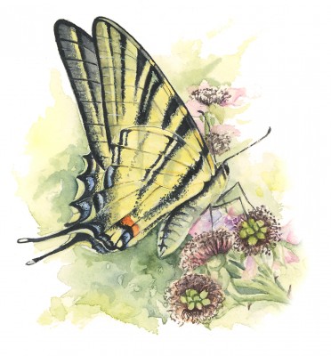 Scarce Swallowtail, Rosemary Powell