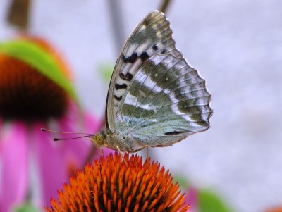 Silver-washed Fritillary valesina, Filisur, 02.08.18