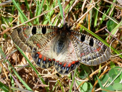 False Apollo female, 06.04.22