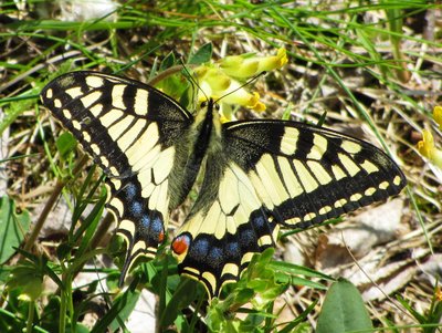 Swallowtail, Chatelard, 07.06.19