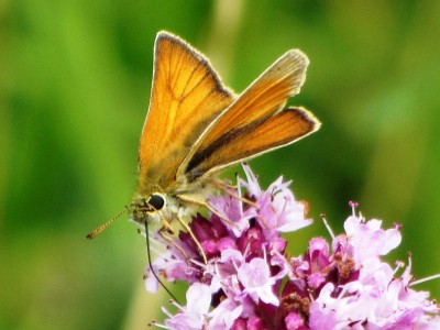 Small Skipper, Kiplingcotes, 18.07.24