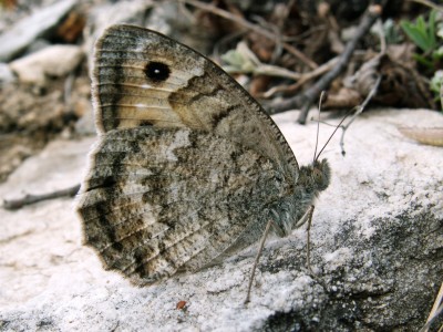 Macedonian Grayling, 07.07.11