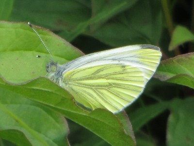 Green-veined White, Kiplingcotes, 26.07.20