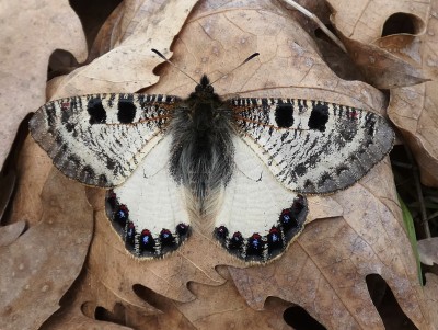 False Apollo male, 04.04.22