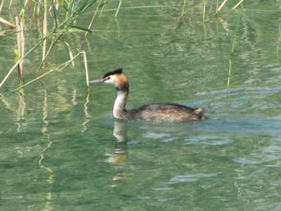 Great Crested Grebe, Rapperswil, 13.07.19