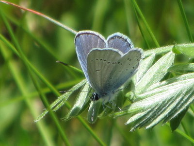 Provencal Short-tailed Blue, Chatelard, 07.06.19