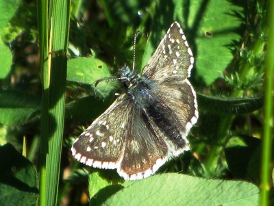 Large Grizzled Skipper, Val Roseg, 16.07.19