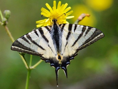 Scarce Swallowtail, 14.05.19, Jim Asher