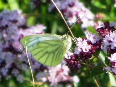 Green-veined White, Kiplingcotes, 31.07.20