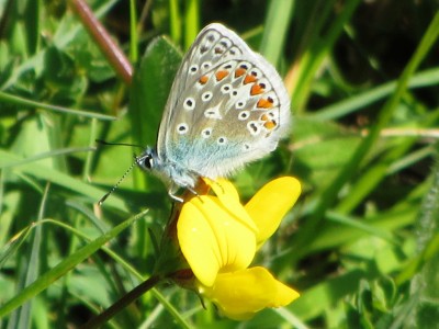 Common Blue, Kipliingcotes, 31.07.20
