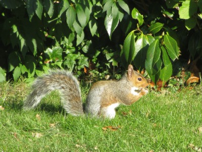 Squirrel, Muirfield Park, 14.09.20